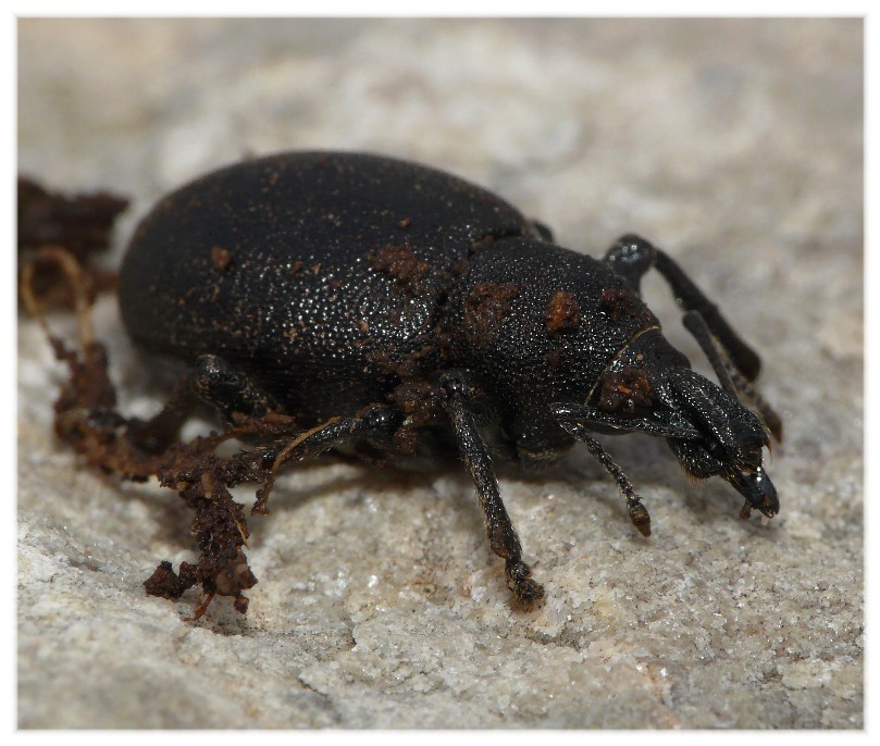 Otiorhynchus del Gargano da determinare
